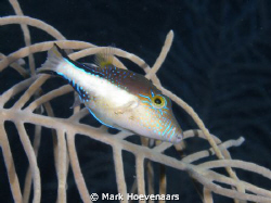 Sharpnose Puffer. by Mark Hoevenaars 